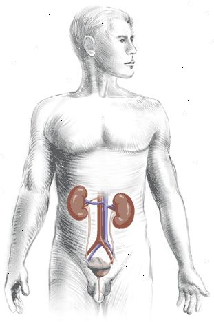 El aparato urinario: vista anterior muestra la relación de los riñones, los uréteres, la vejiga urinaria y la uretra.