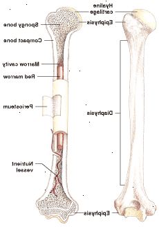 Anatomía de los huesos largos: médula amarilla todavía puede producir células sanguíneas cuando sea necesario.