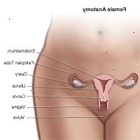 Ilustración de la anatomía del área pélvica femenina
