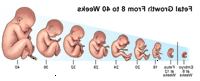 Dibujo que demuestra el crecimiento del feto desde las 8 las 40 semanas