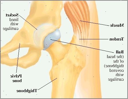 Vista frontal de la cadera derecha