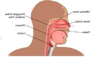 Anatomía de la nariz y la garganta