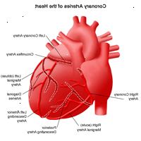 Ilustración de la anatomía del corazón, vista de las arterias coronarias