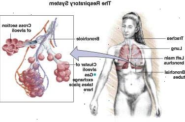 Sistema respiratorio