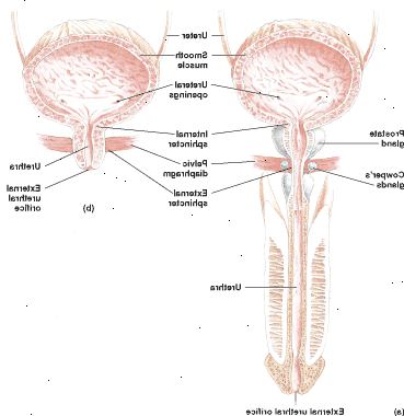 La vejiga y la uretra de un hombre (a) y una hembra (b)