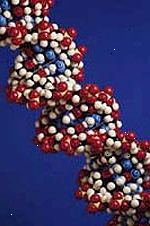 Imagen de un modelo de una cadena de ADN magnificada