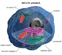 Anatomía de la célula
