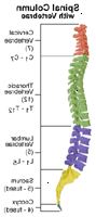 Anatomía de la columna vertebral con sus vértebras