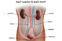 Ilustración de la anatomía del sistema urinario, vista frontal