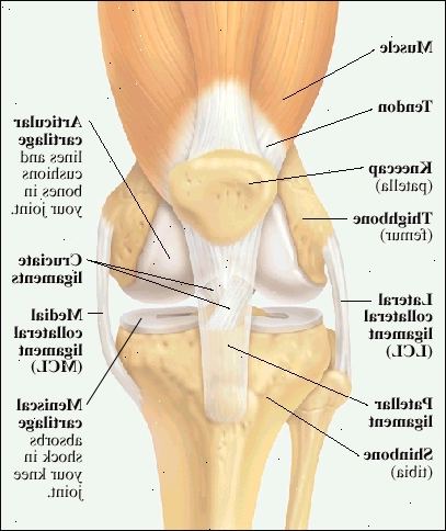 Vista frontal de la rodilla que muestra conjunta músculo del muslo y el tendón unido a la rótula (rótula). Fin del hueso del muslo (fémur) y la parte superior del hueso de la espinilla (tibia) se alinean y amortiguó con el cartílago articular. Cartílago de menisco en la parte superior de la tibia amortigua los golpes en las articulaciones de la rodilla. Ligamento colateral lateral (LCL) mantiene el fémur a la tibia en el lado exterior de la rodilla. Ligamento colateral medial (LCM) tiene el fémur a la tibia en el interior lateral de la rodilla. Ligamento rotuliano conecta la rótula al frente de la tibia. Ligamentos cruzados tienen fondo del hueso del muslo a la parte superior de la tibia.