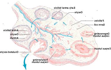 Estructura del ovario