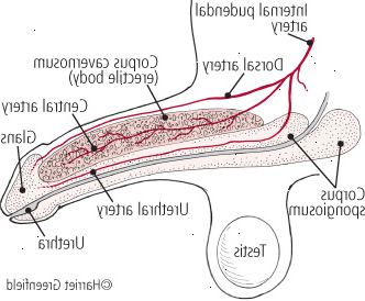 Anatomía del pene