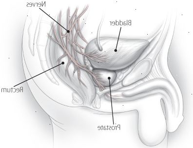 La próstata y sus nervios