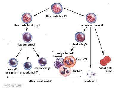 Desarrollo de las células de la sangre; dibujo muestra los pasos que una célula madre sanguínea pasa por convertirse en un glóbulo rojo, una plaqueta o glóbulos blancos. Una célula madre mieloide se convierte en un glóbulo rojo, una plaqueta o un mieloblasto, que luego se convierte en un granulocito (los tipos de granulocitos son eosinófilos, basófilos y neutrófilos). Una célula madre linfoide se convierte en un linfoblasto y luego en un linfocito B, linfocitos T o células asesinas naturales.