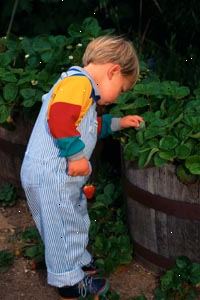 Fotografía de un niño recogiendo fresas