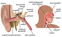 La anatomía del oído, nariz y garganta