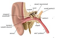La anatomía del oído