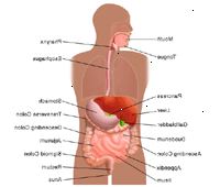 Ilustración de la anatomía del sistema digestivo de un adulto
