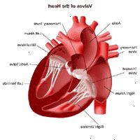 Ilustración de la anatomía del corazón, vista de las válvulas