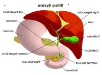 Ilustración de la anatomía del sistema biliar