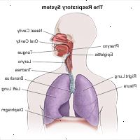 Ilustración de la anatomía del aparato respiratorio