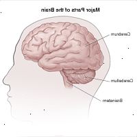 Ilustración de la vista lateral del cerebro y las divisiones en cerebro, cerebelo y tronco cerebral