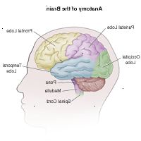 Ilustración de la anatomía del cerebro, adulto