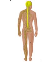 Ilustración del sistema nervioso