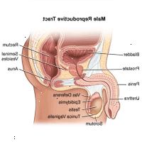 Ilustración de la anatomía del aparato reproductor masculino