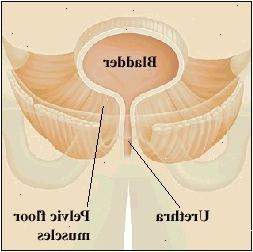 Vista seccional de la vejiga y de la uretra