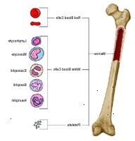 Anatomía de un hueso, que demuestra los glóbulos