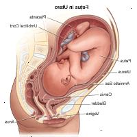 Ilustración del feto en el útero