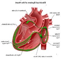 Ilustración de la anatomía del corazón, vista del sistema eléctrico