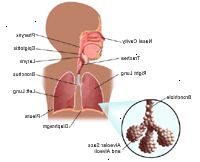 Anatomía del sistema respiratorio de un niño