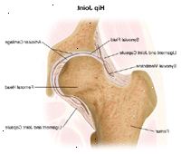 Anatomía de la articulación de la cadera