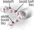 Las células sanguíneas y plaquetas
